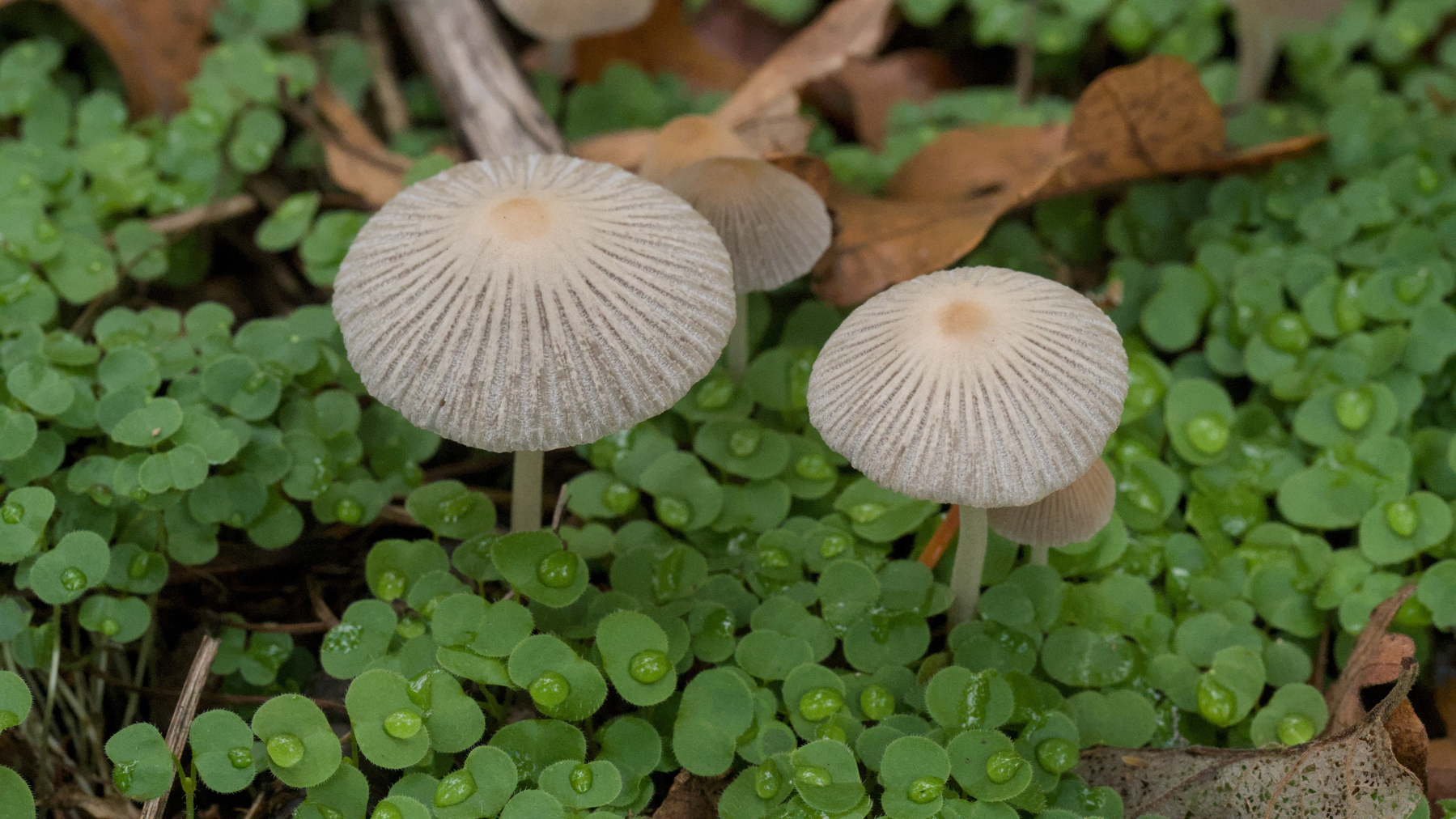 two mushrooms with tiny water droplets