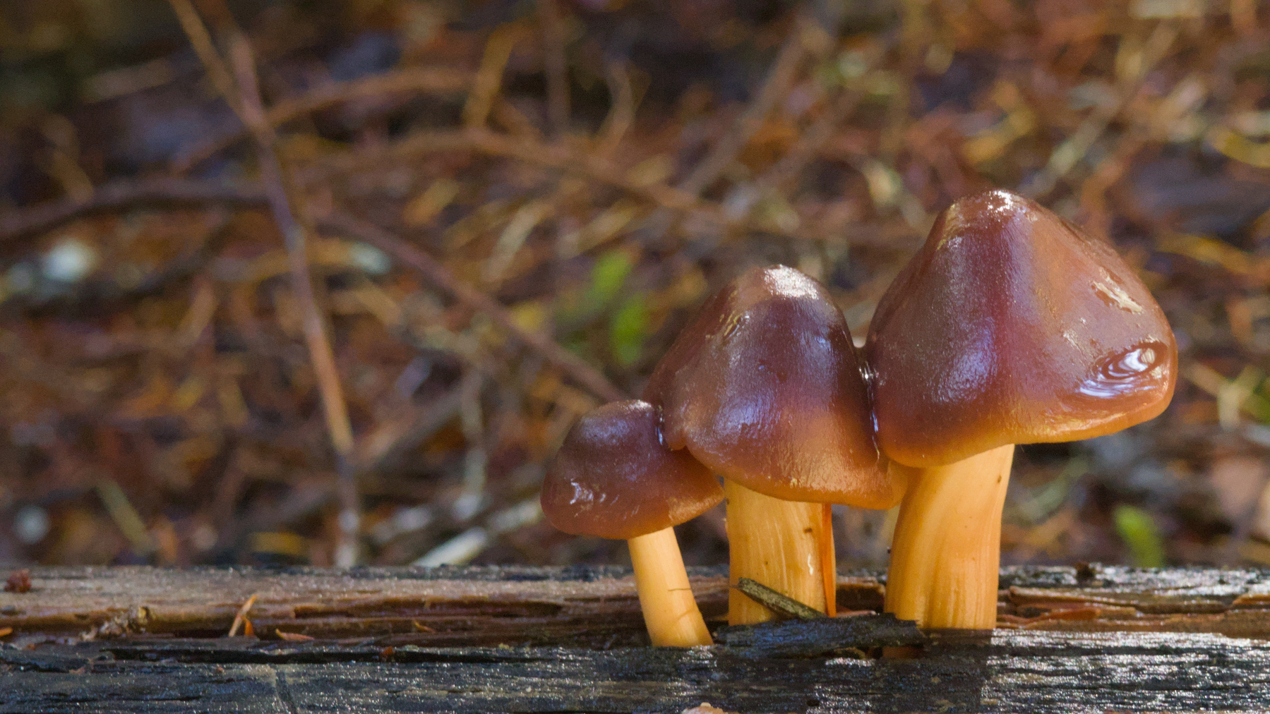 3 mushrooms on a log