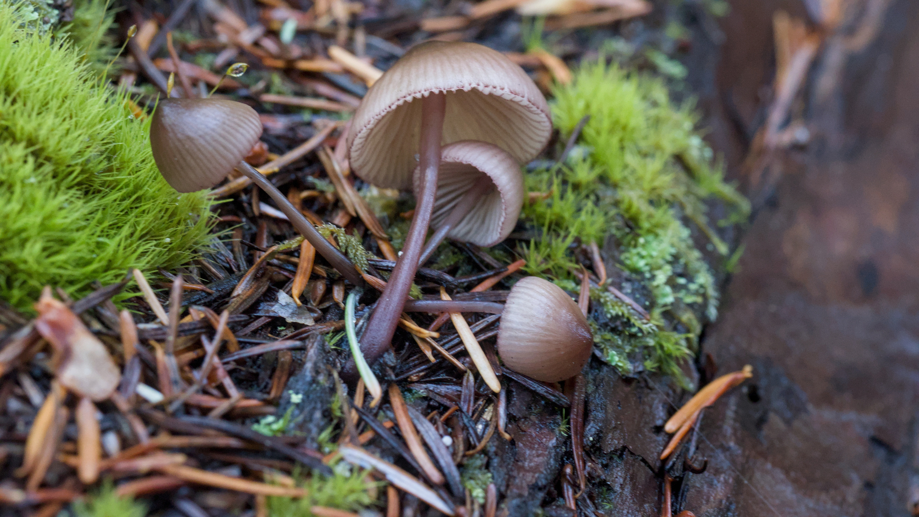 a clump of tiny mushrooms