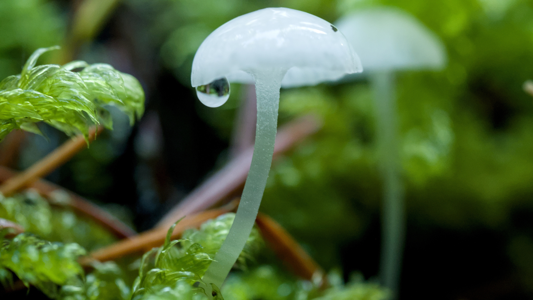 tiny mushroom with a drop of water