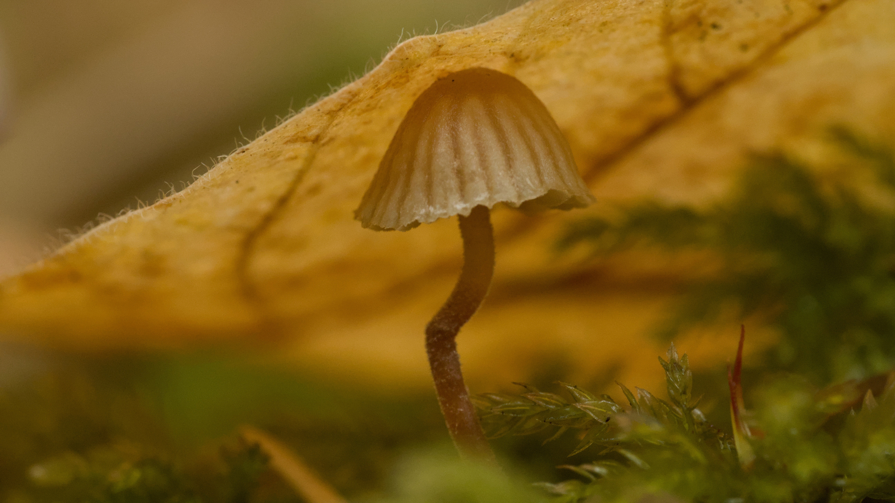 mushroom pushing up against a fallen leaf