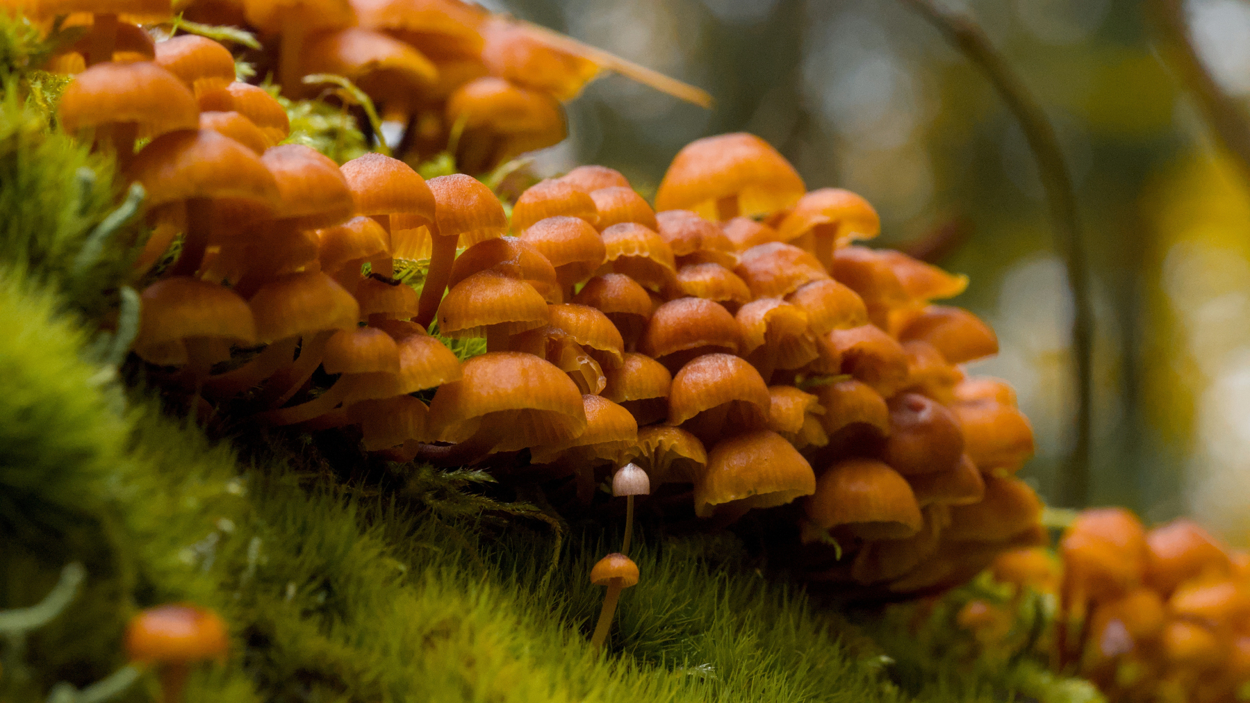one white mushroom in a sea of orange ones