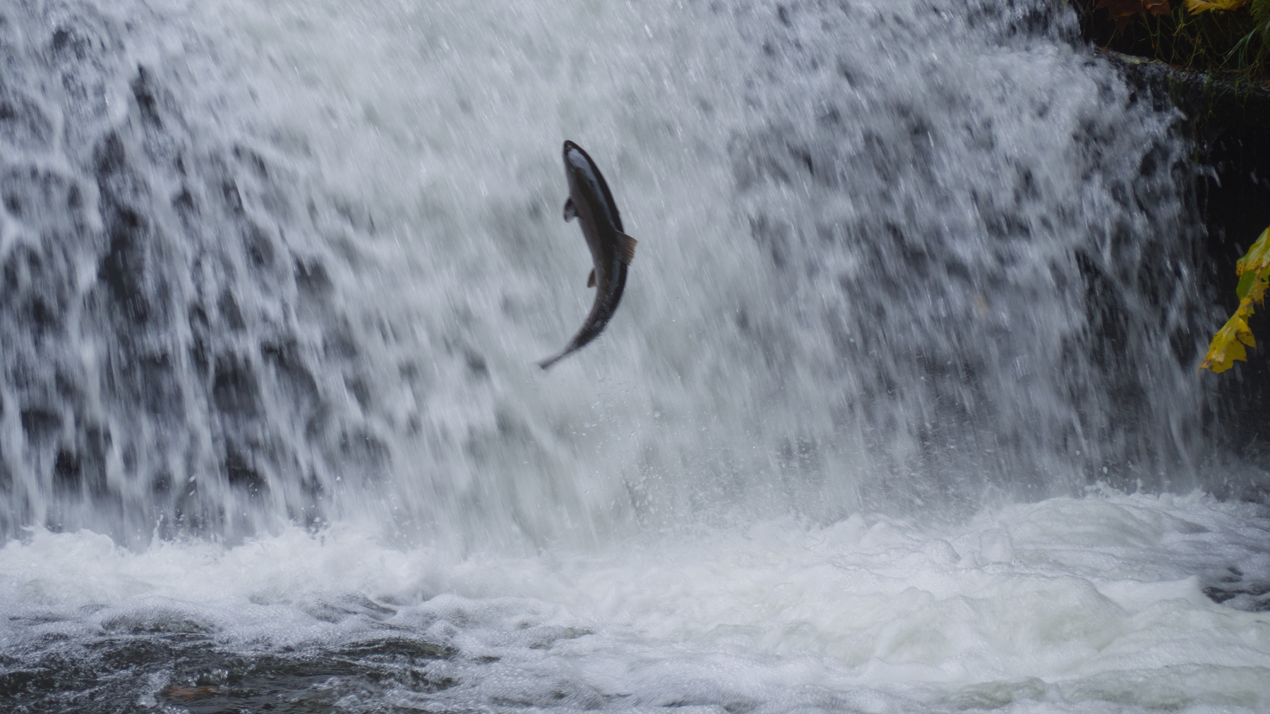 fish leaping up a waterfall