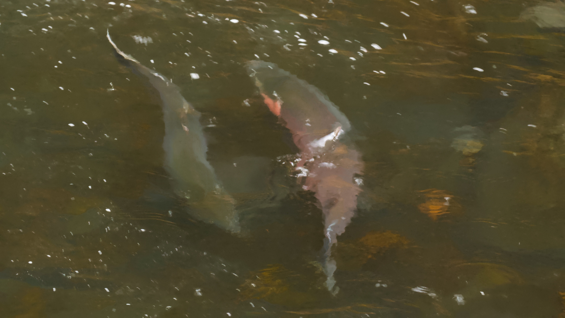 two salmon in a stream