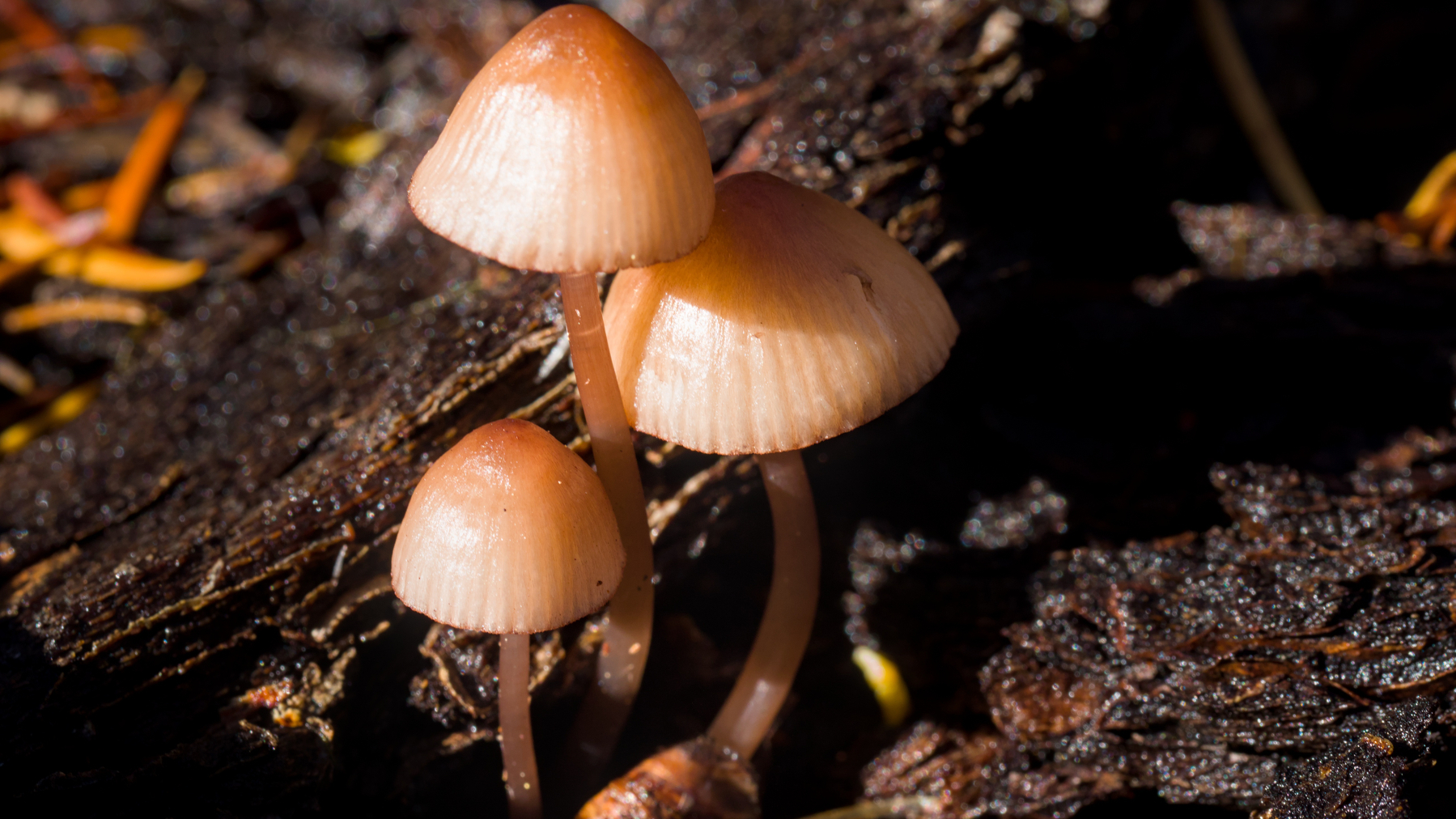 three small mushrooms