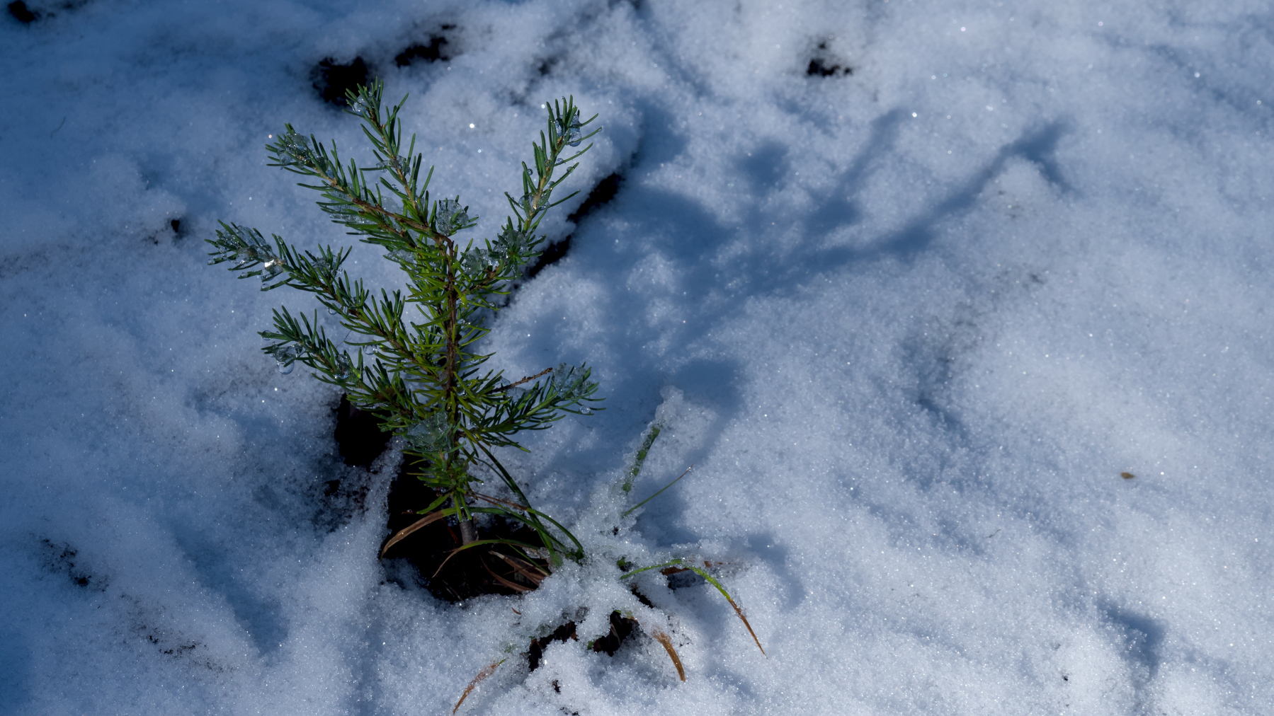 tiny pine tree in the snow
