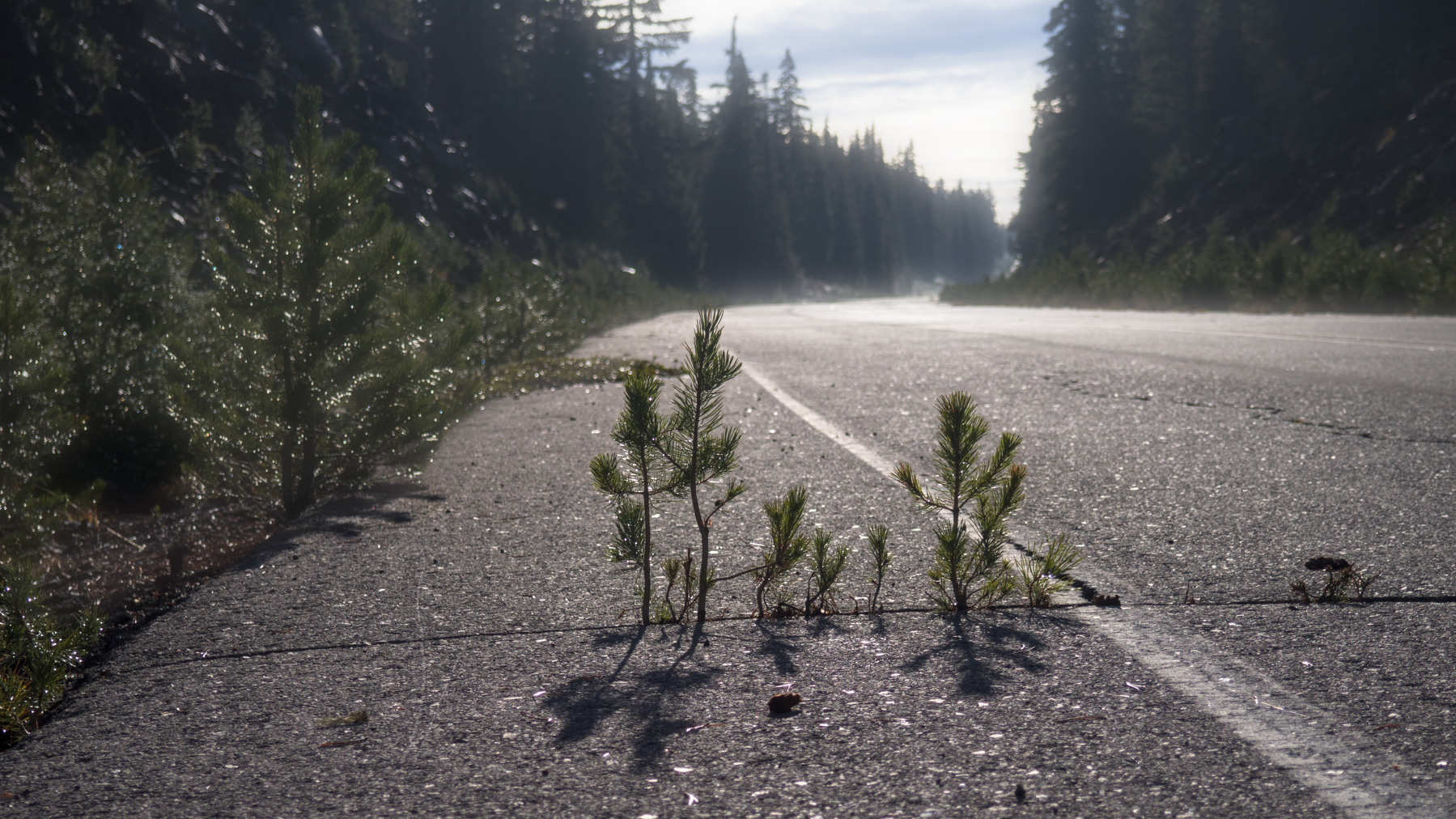pine trees pushing up through a road