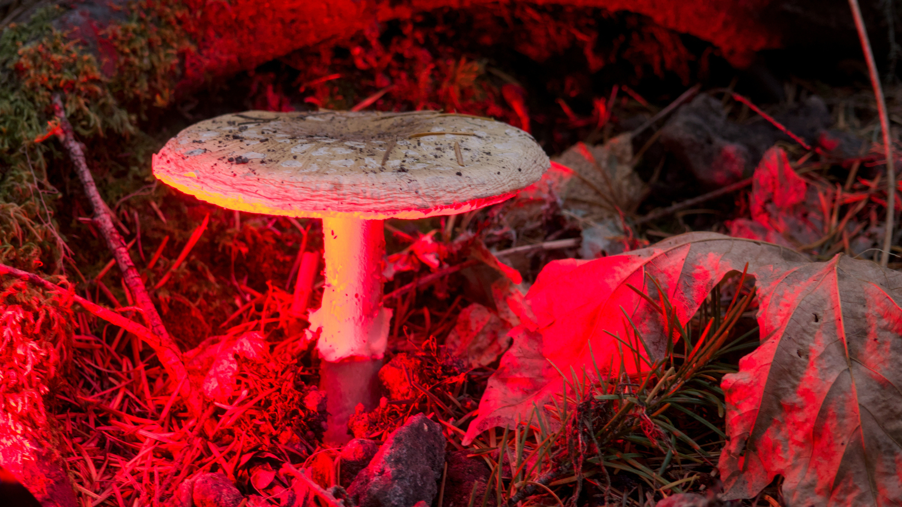 large mushroom lit by red headlamp