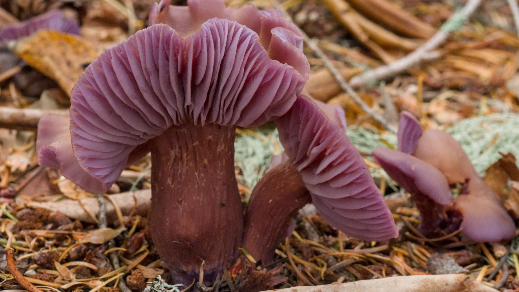 purple mushrooms