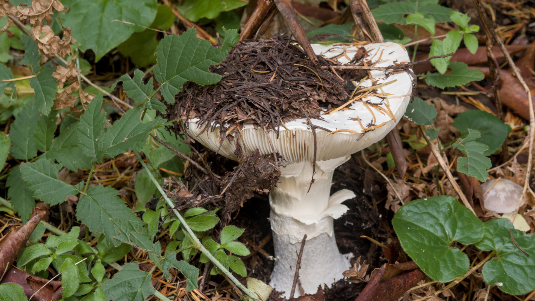 mushroom pushing up through the dirt