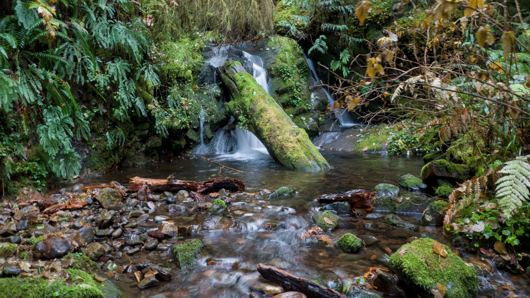 small waterfall in the woods