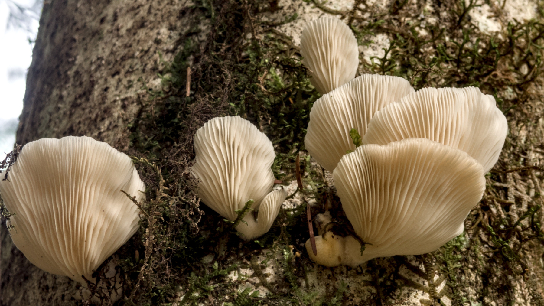 Oyster mushrooms on a tree