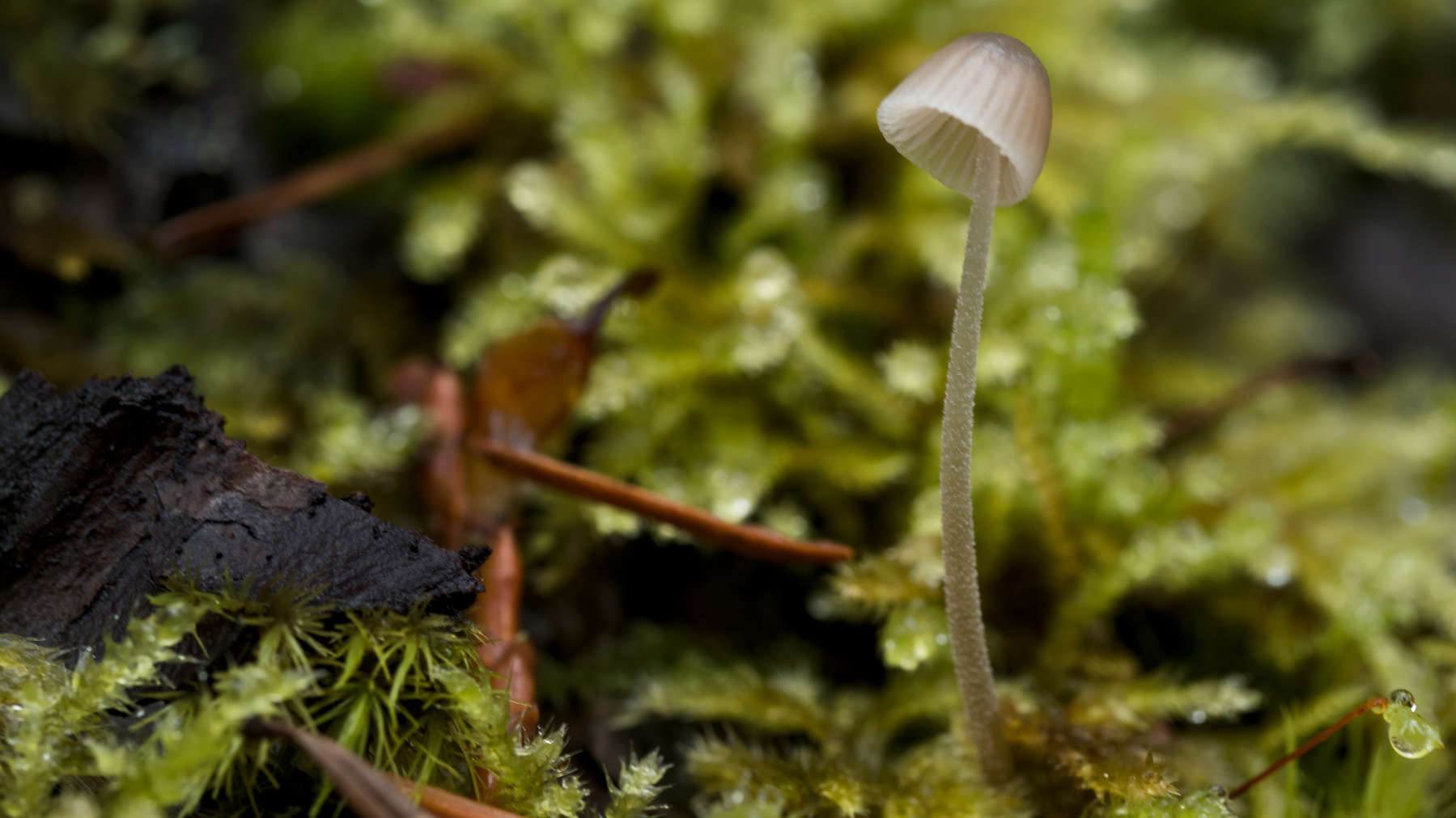 tiny mushroom in the moss