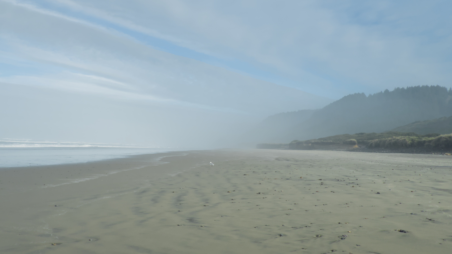 a seagull on the beach