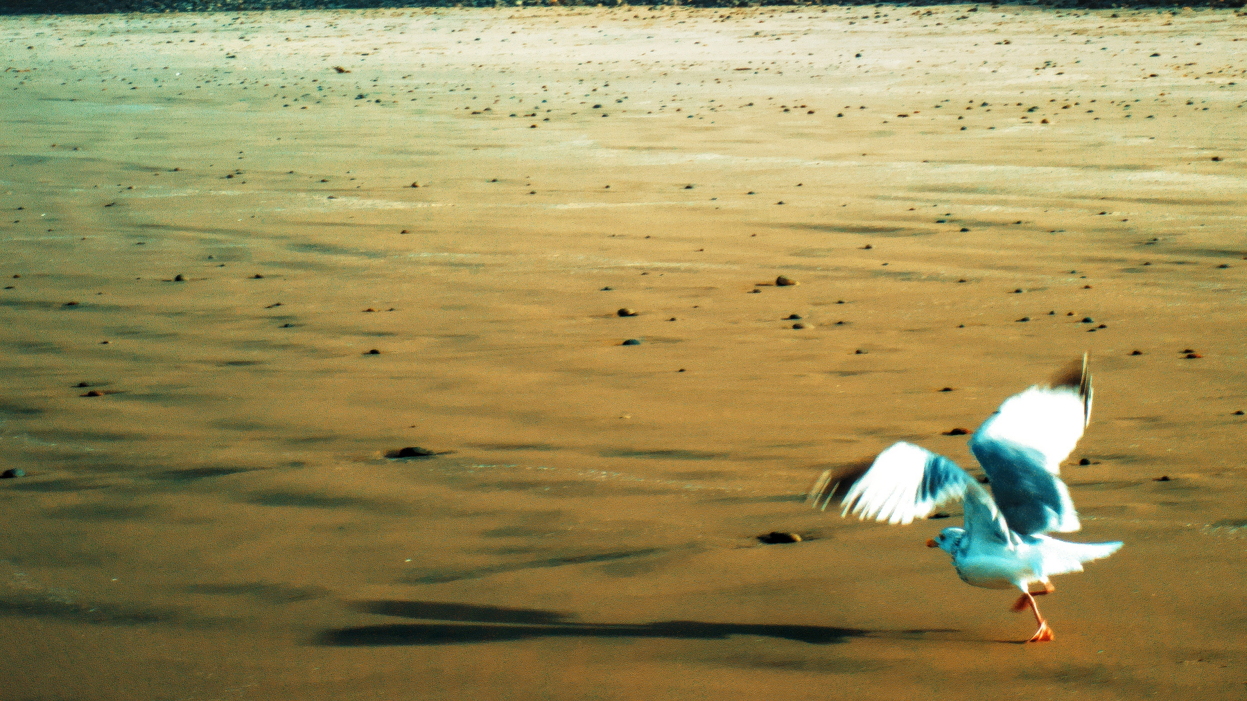 seagull taking flight&10;
