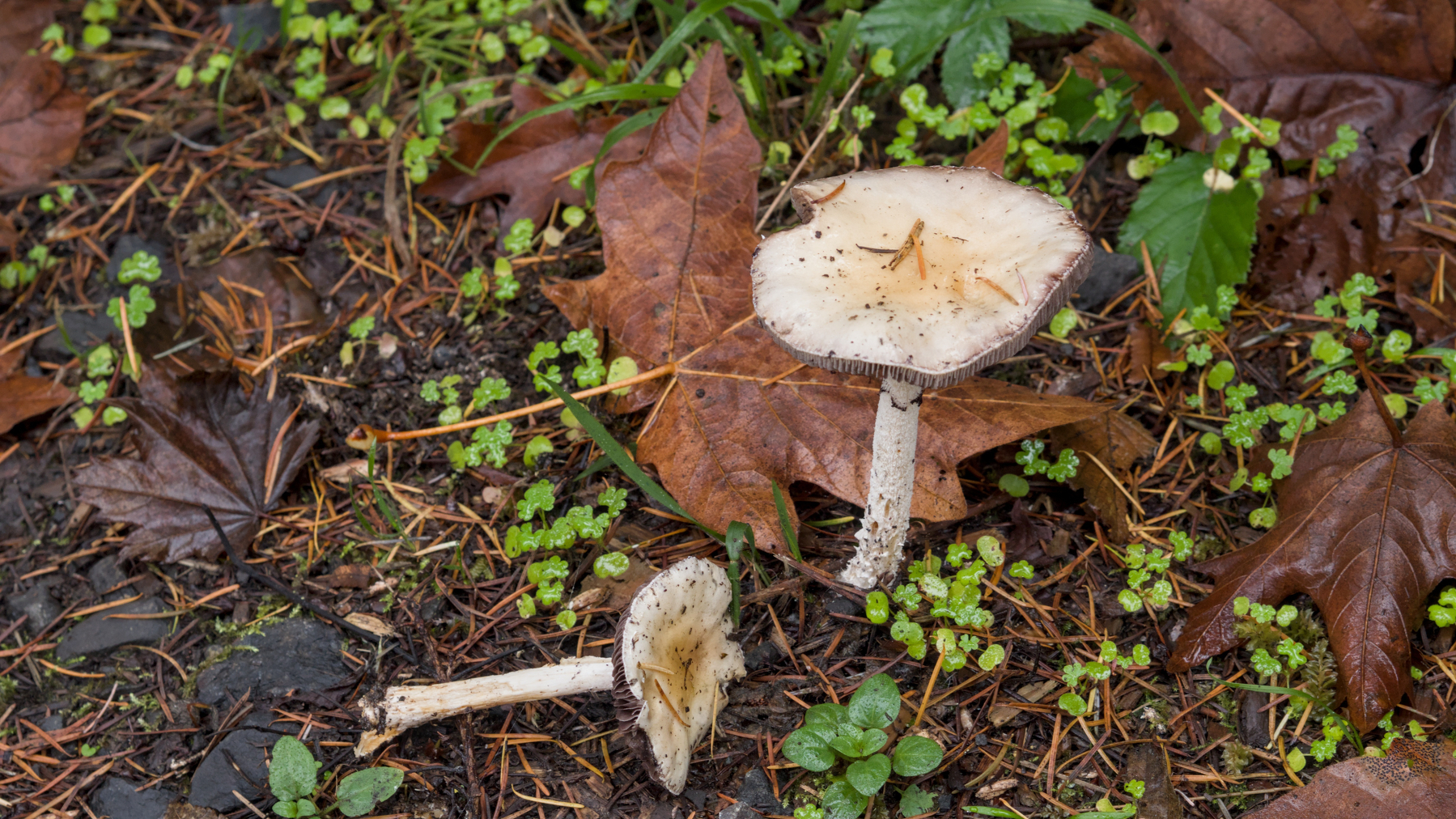 two mushrooms, one fallen over