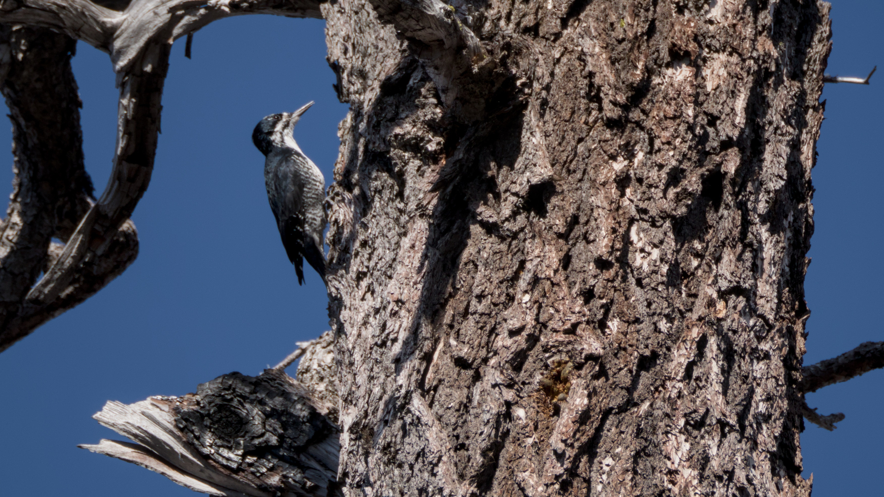 american three-toed woodpecker (i think) on a tree