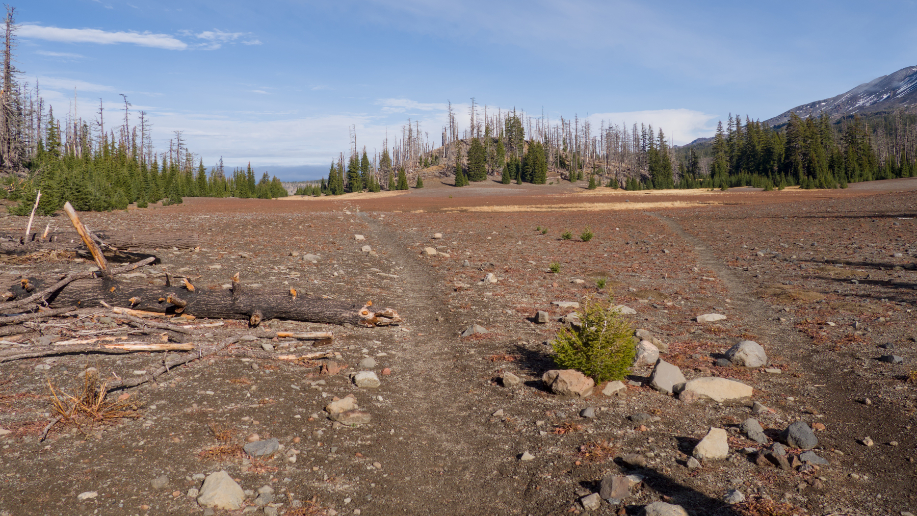 two trails crossing a meadow