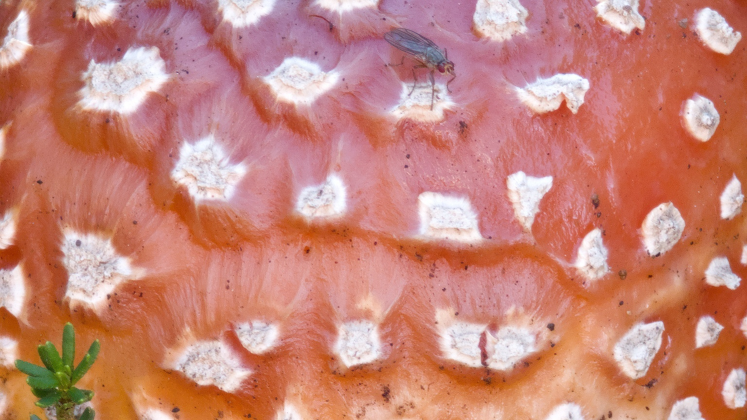 fly on a mushroom