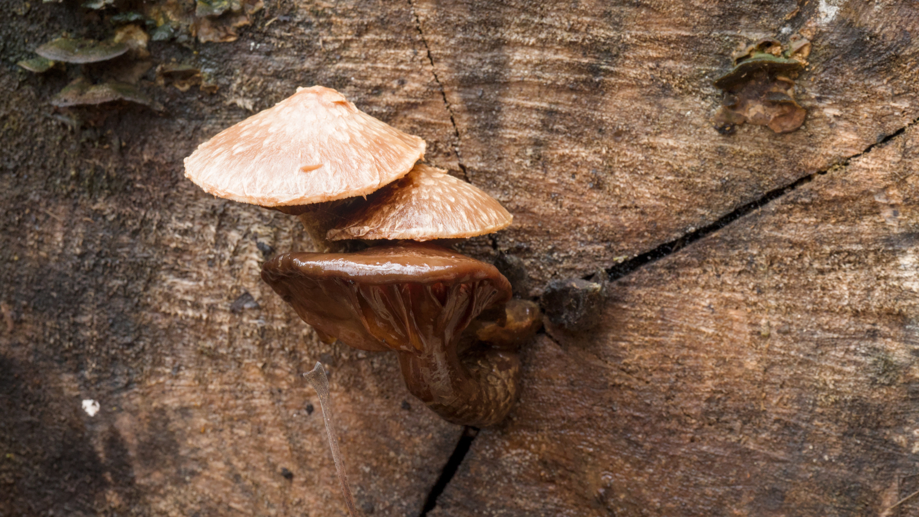 mushrooms on a log