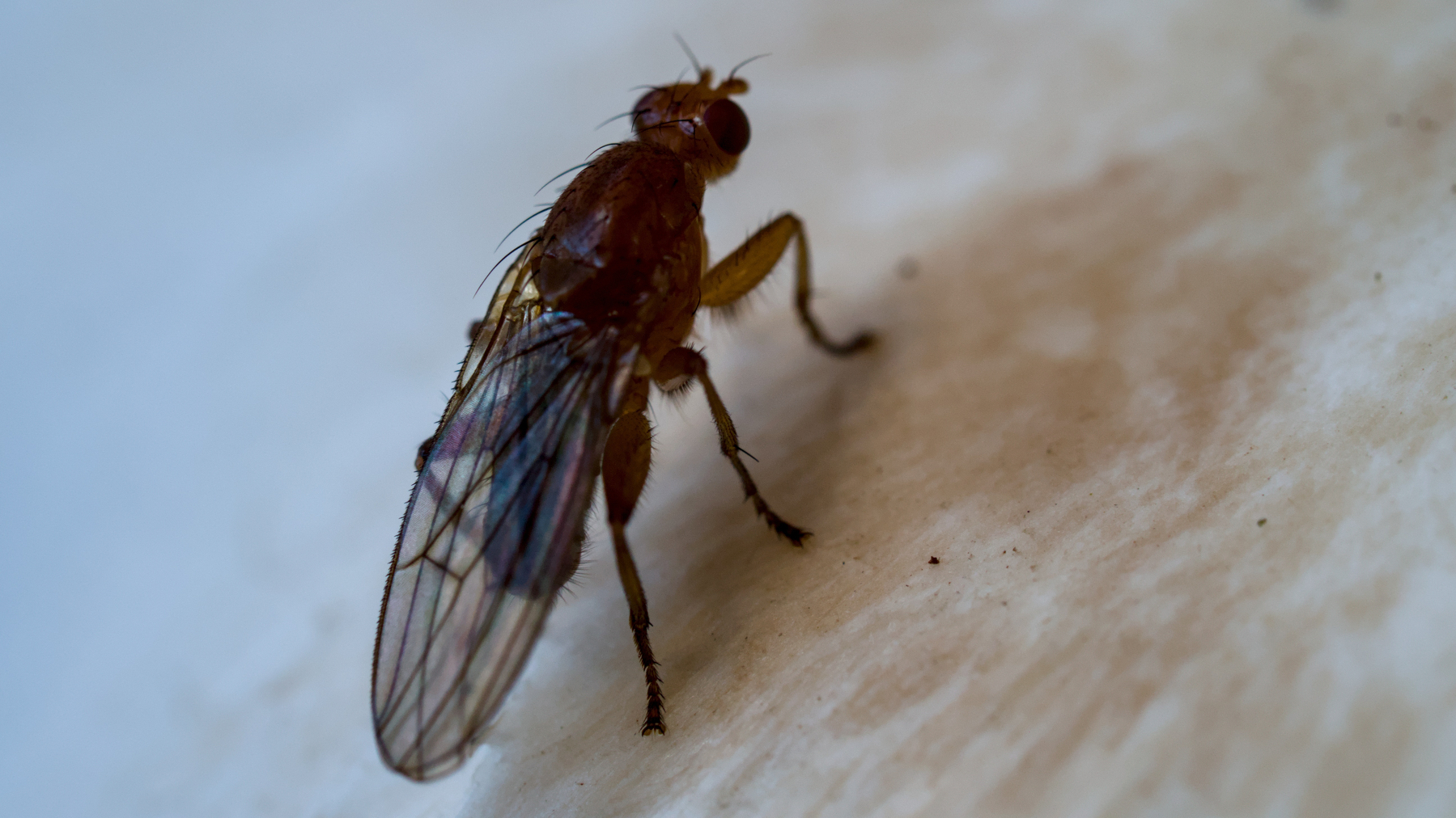 close-up of a tiny fly