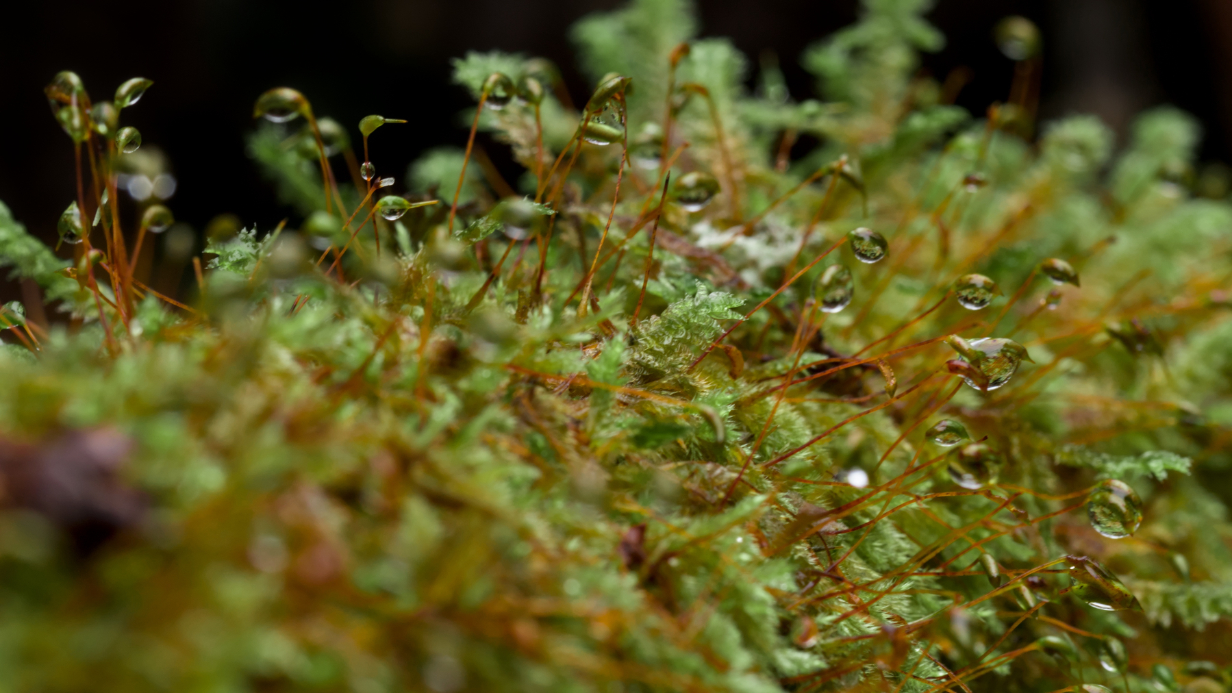 moss sprinkled with water droplets