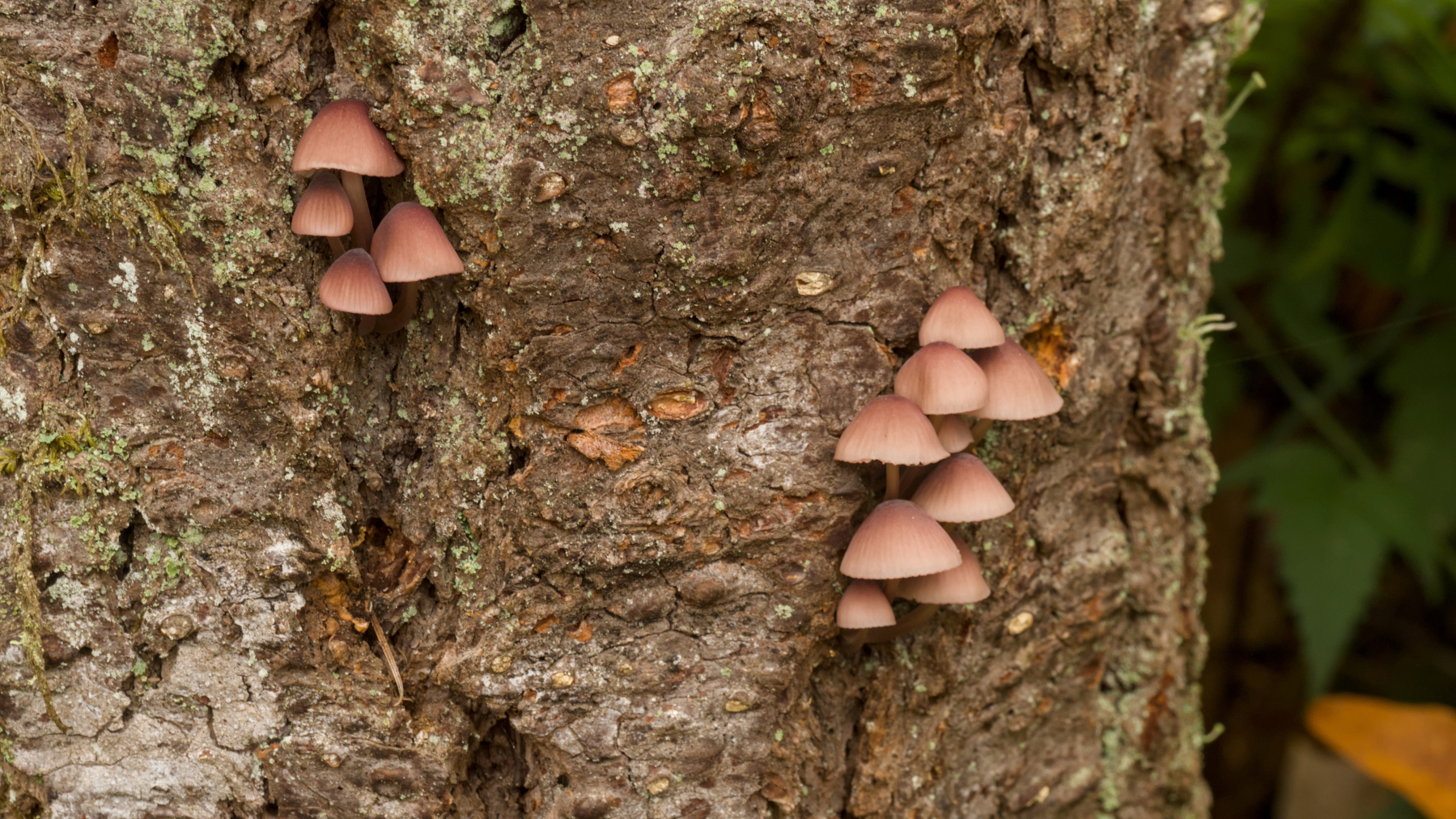 two groups of mushrooms on a tree trunk