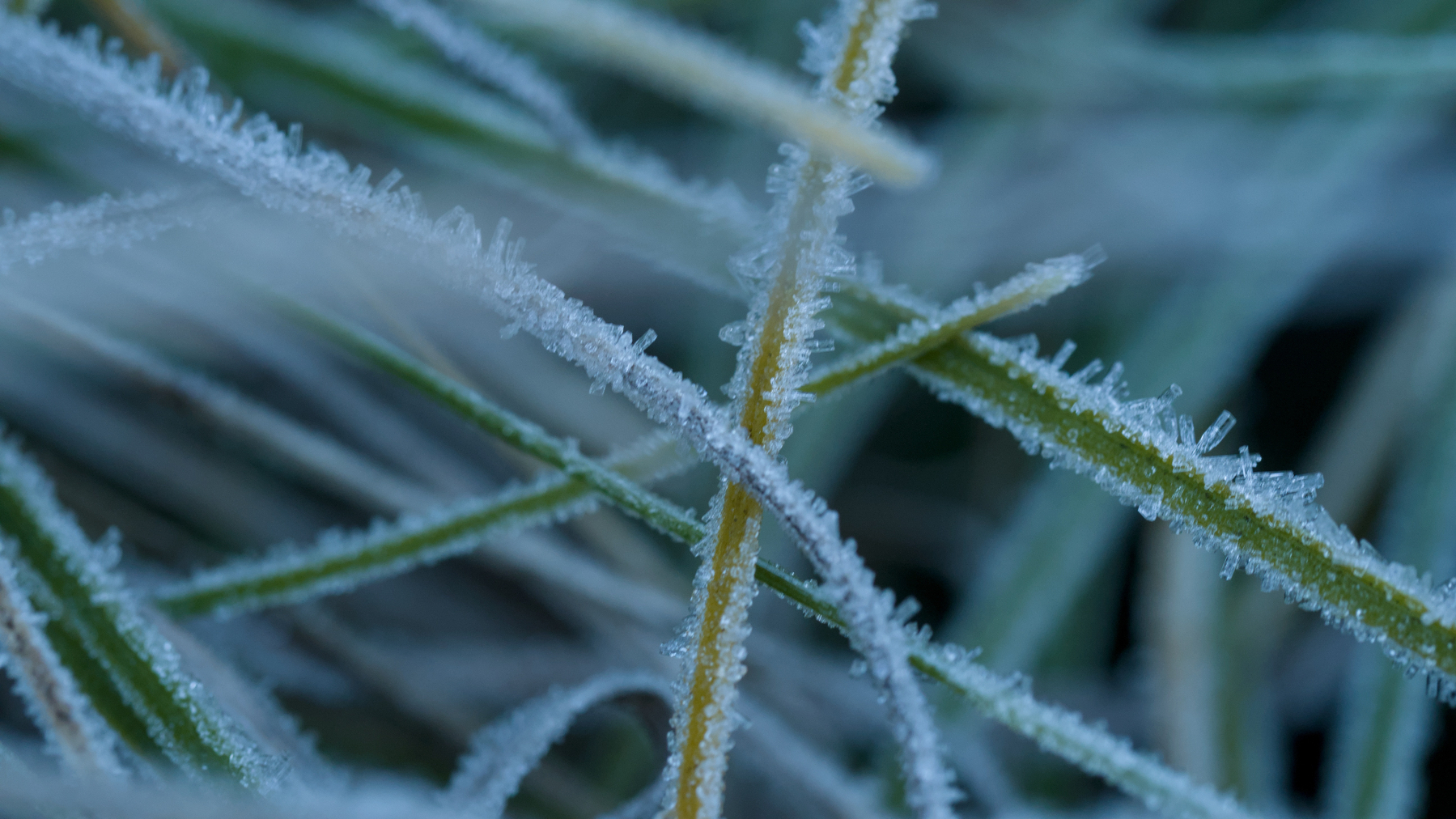 close-up of frost on beargrass