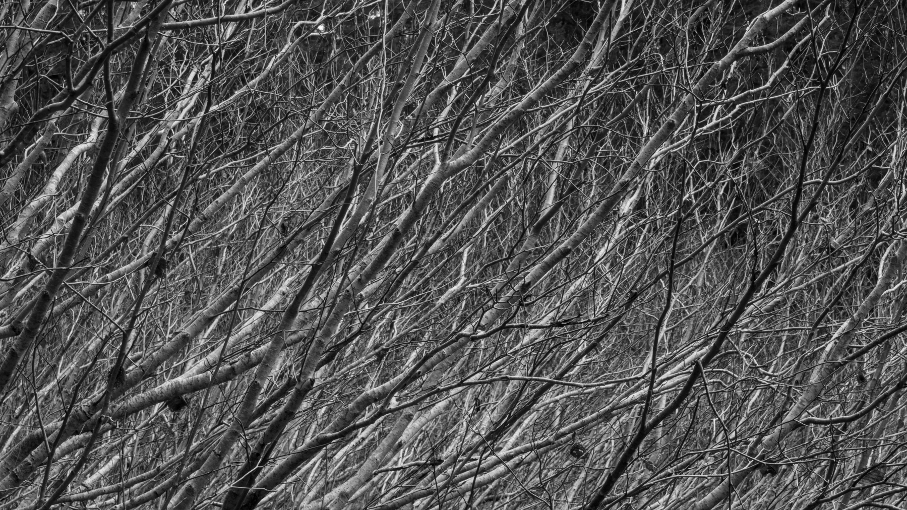 interlocking black-and-white branches