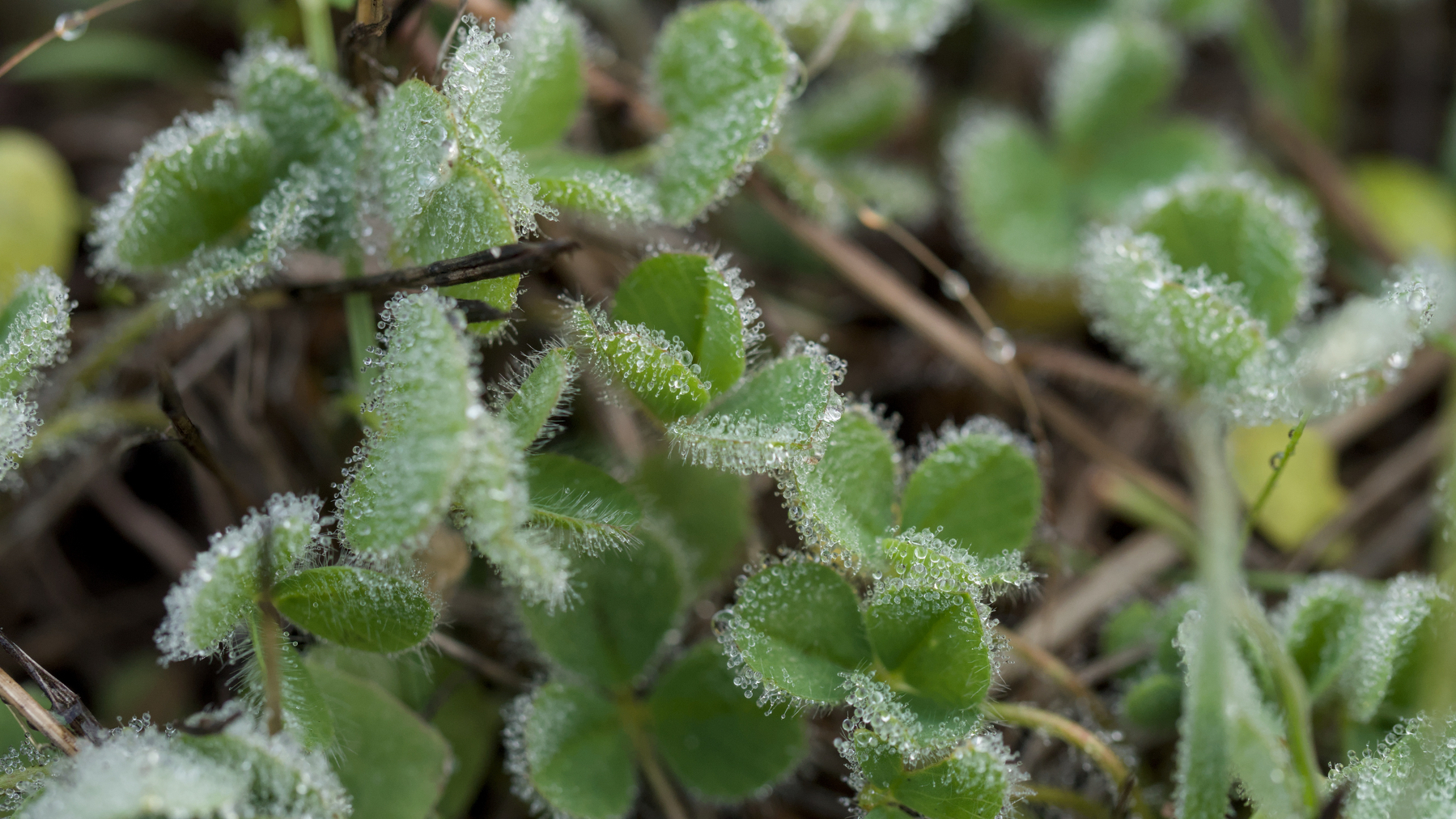 Clover with frost
