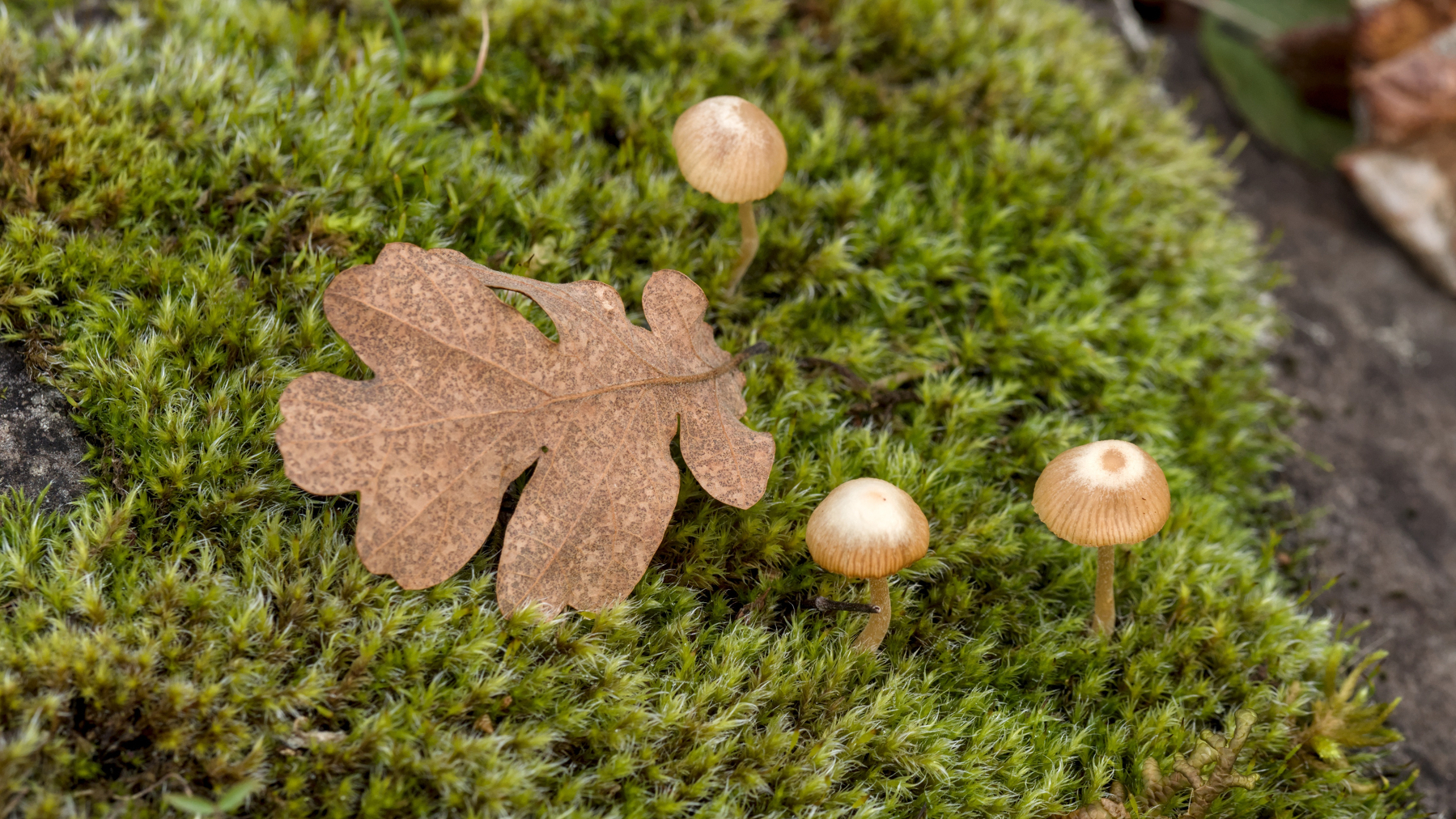 oak leaf and tiny mushrooms on a bed of moss