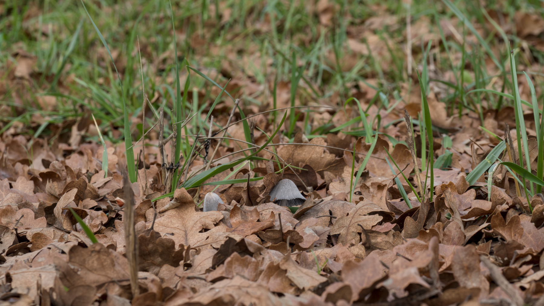mushrooms hiding in oak leaves