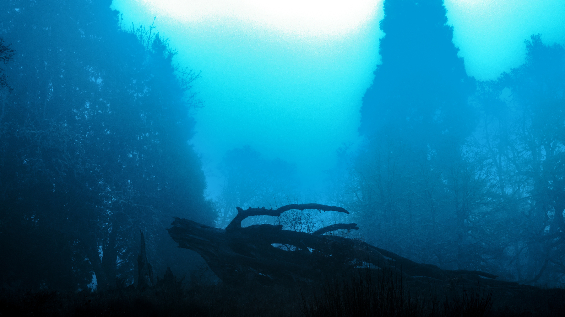 heavily edited picture of a fallen tree trunk