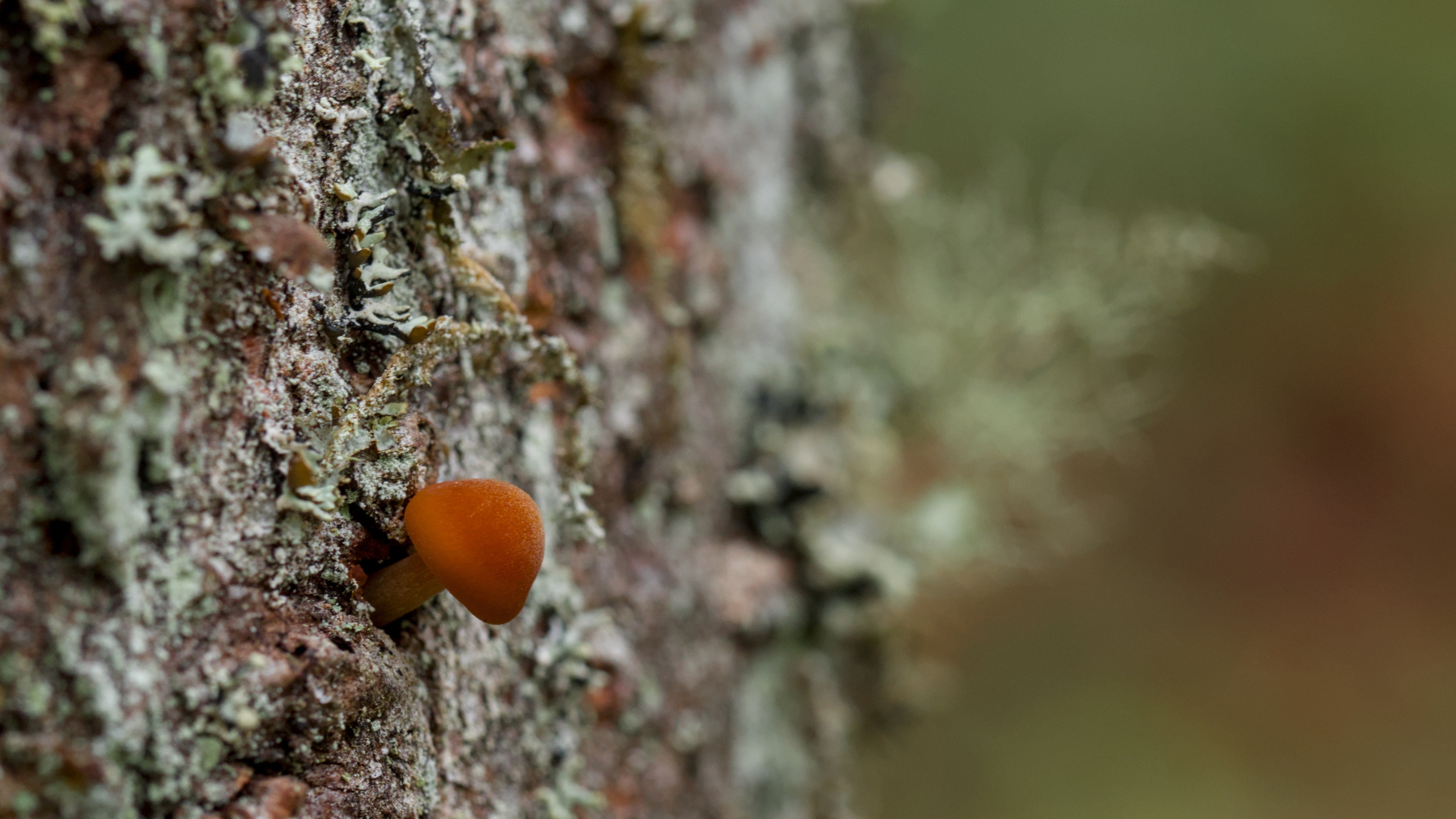 tiny mushroom growing from a tree