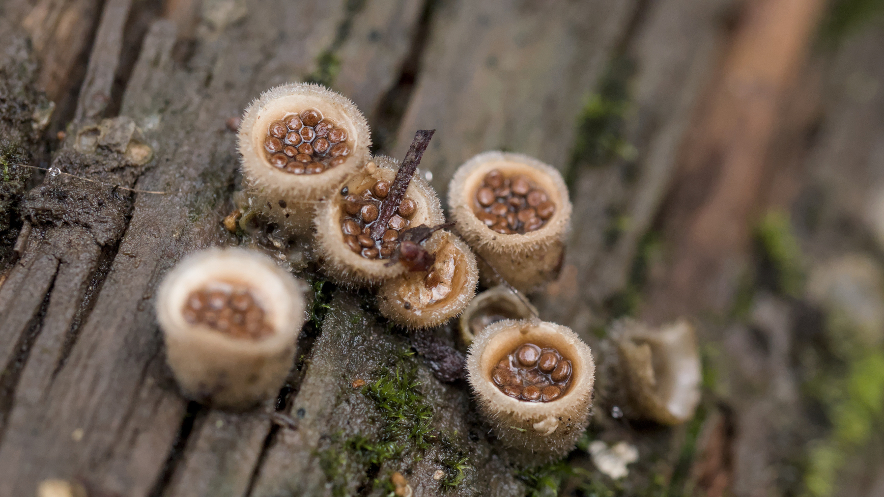 a selection of bird's nest fungi