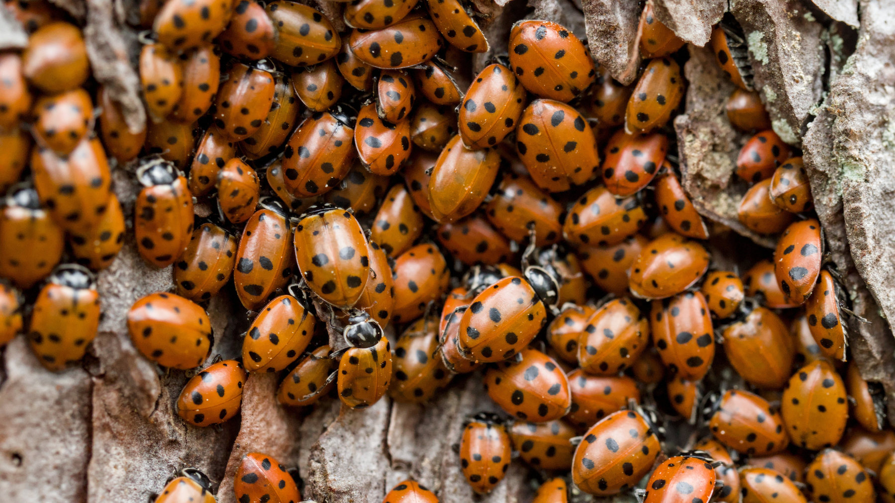 a giant pileup of ladybugs