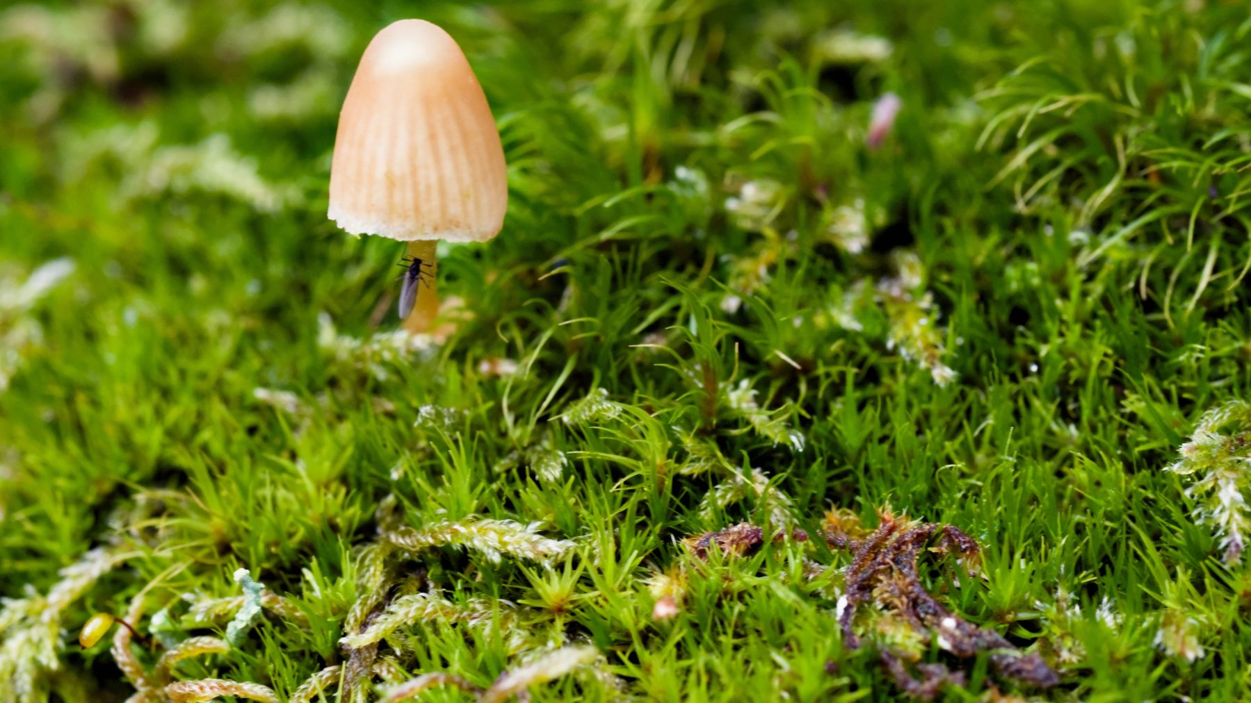fly sheltering under a mushroom cap