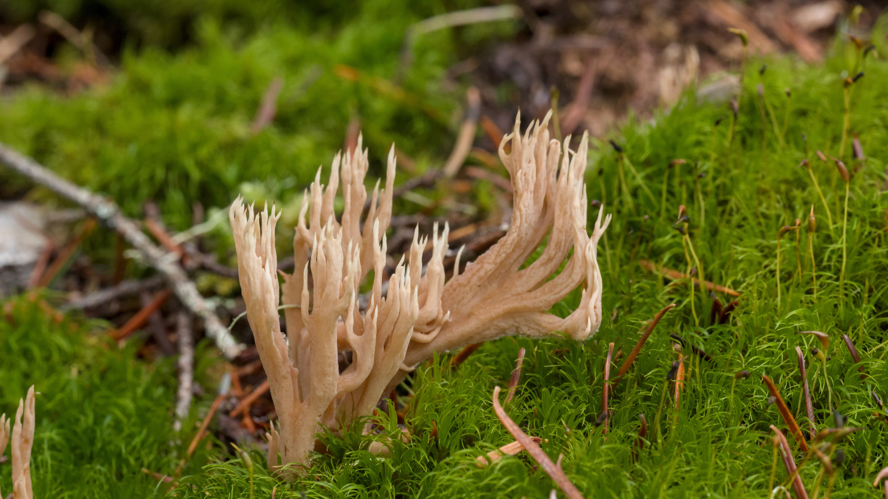 coral fungus