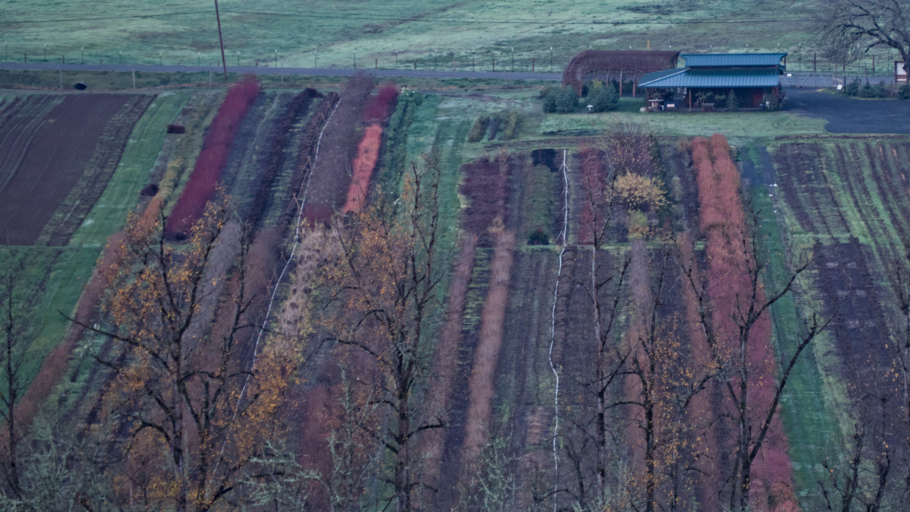 striped field from above