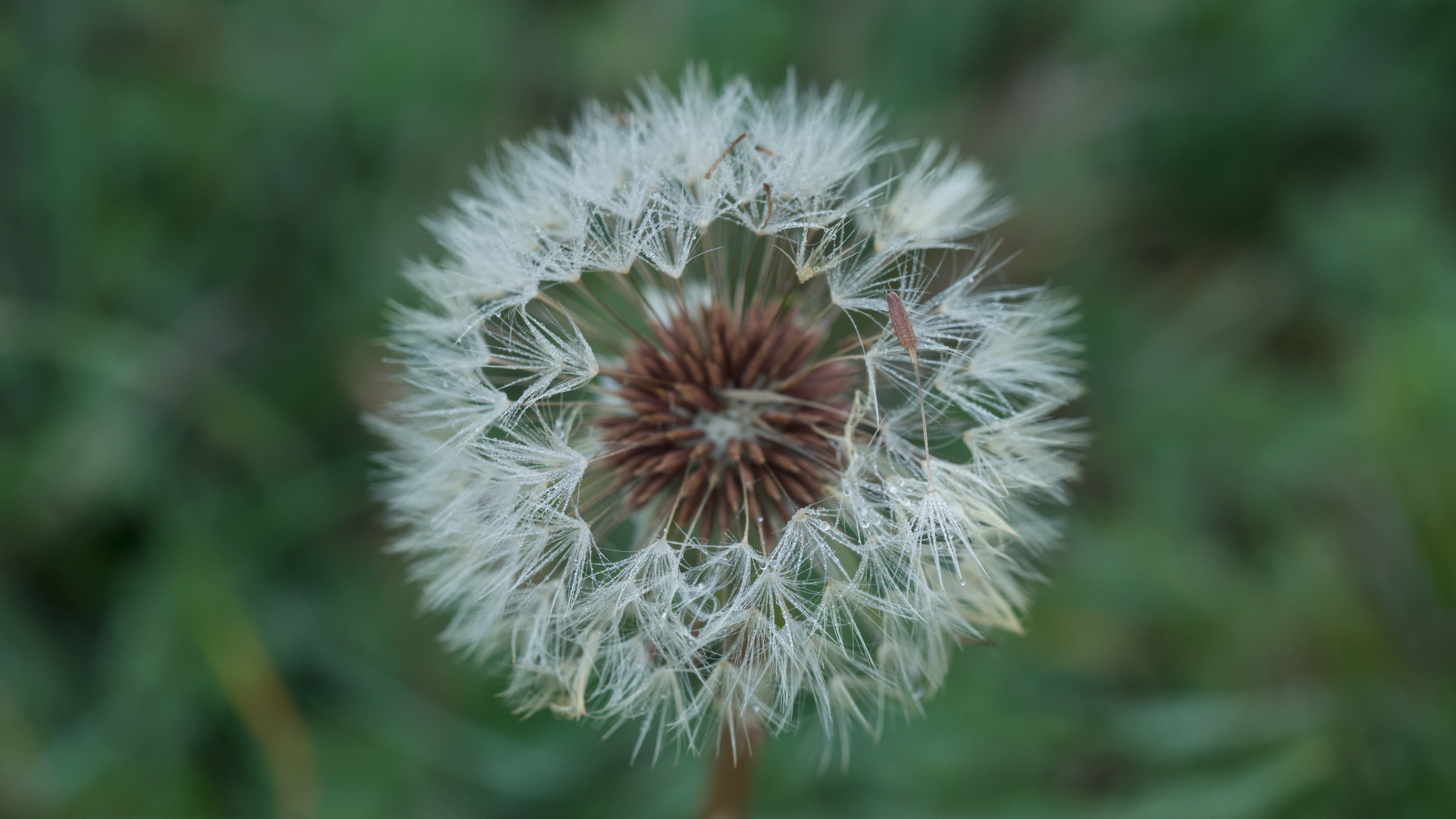 dandelion head with a seed blowing loose