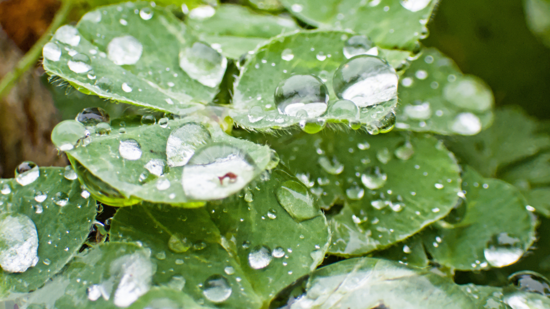 Water drops on clover leaves