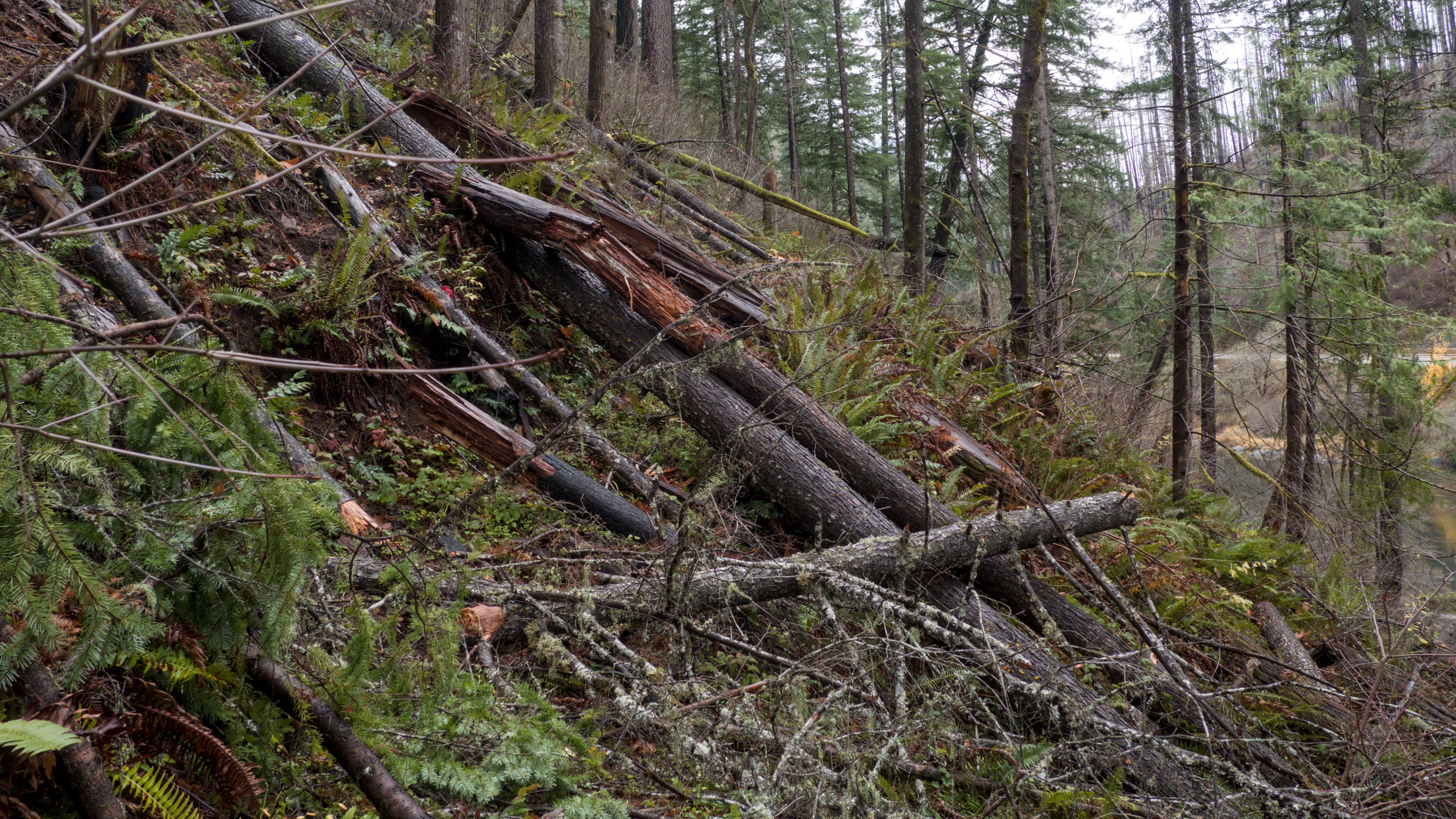 fallen trees on a hillside trail
