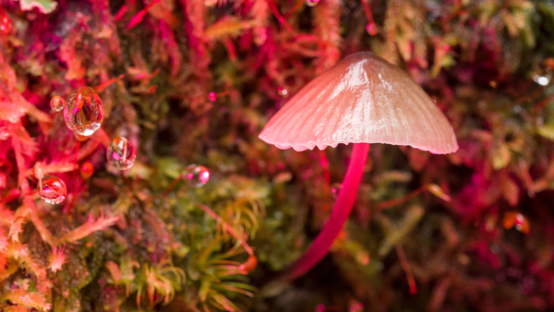 red-lit mushroom and water drops