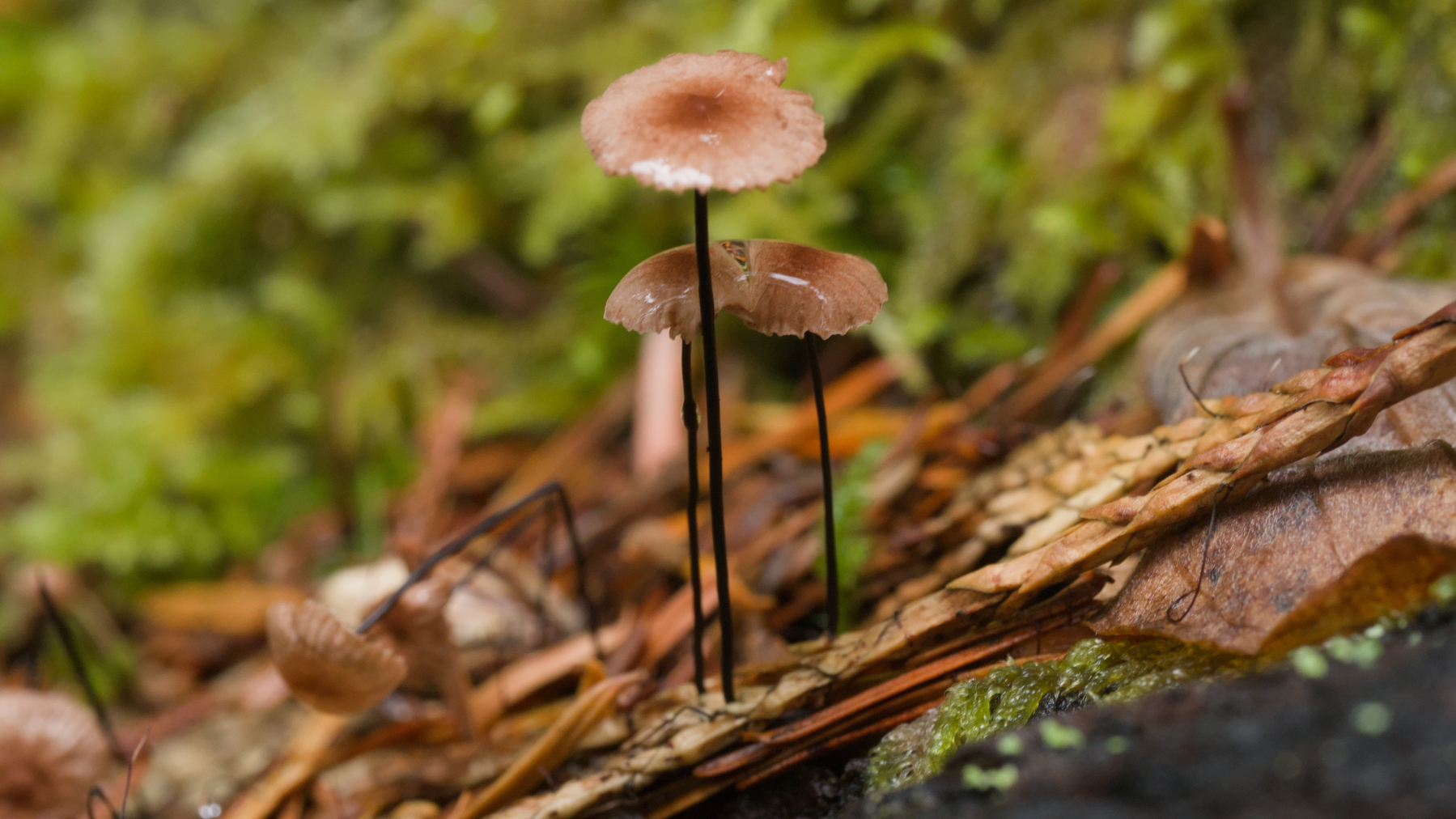 teeny mushrooms on a log