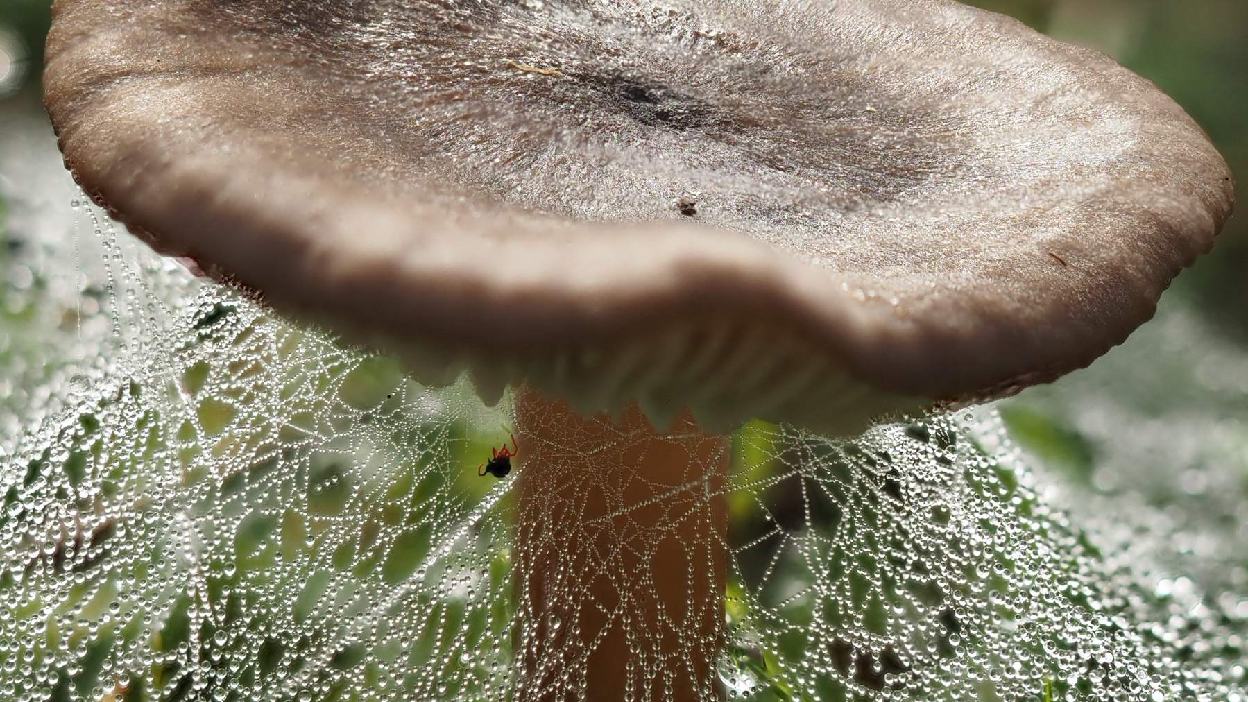 spiderweb covered with water droplets and spider under a mushroom