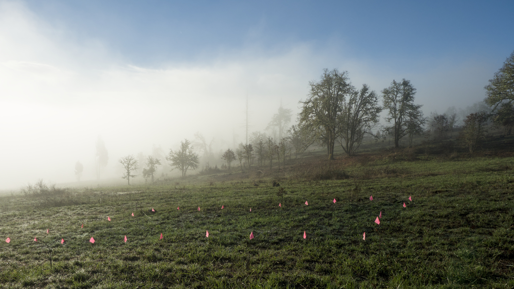 grassy field with flags marking a rectangle