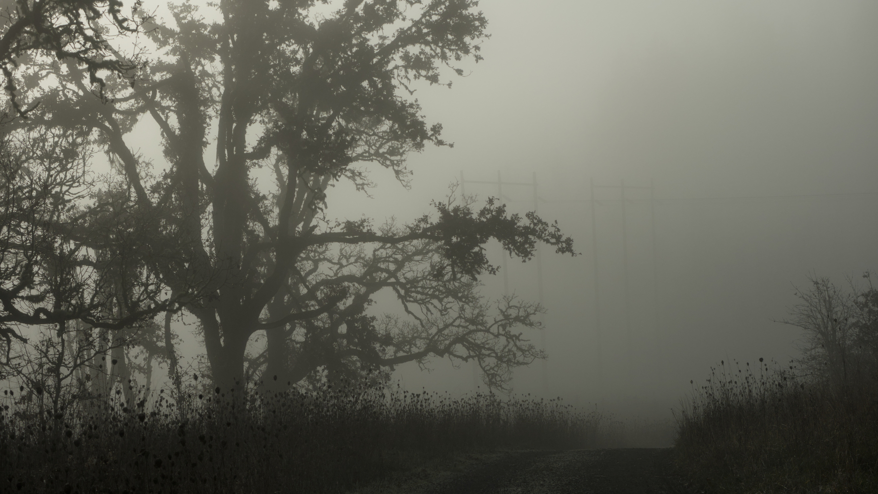 silhouettes in the fog