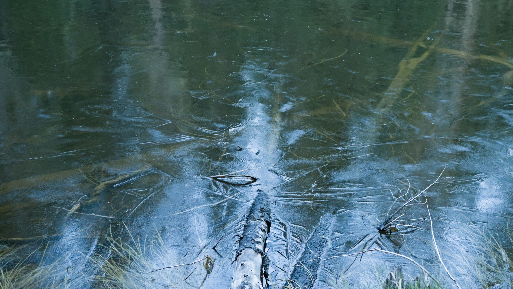 icy pond with submerged logs
