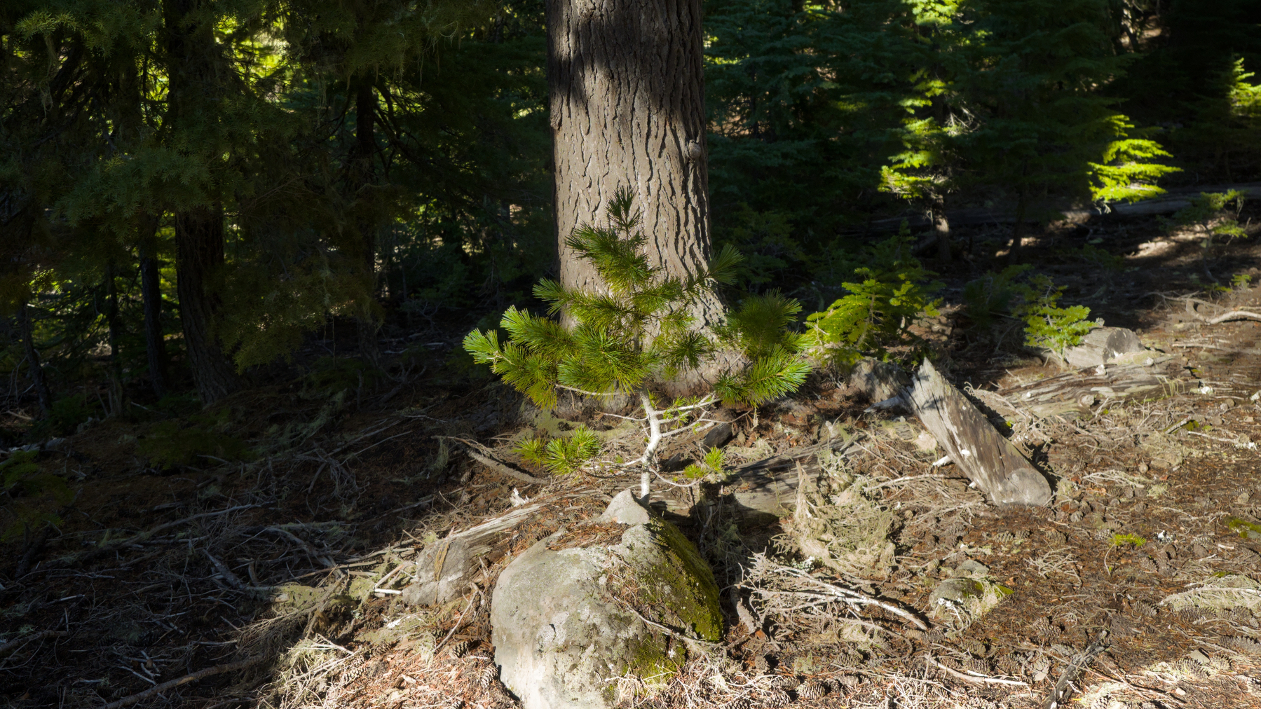 sapling in front of an older trunk