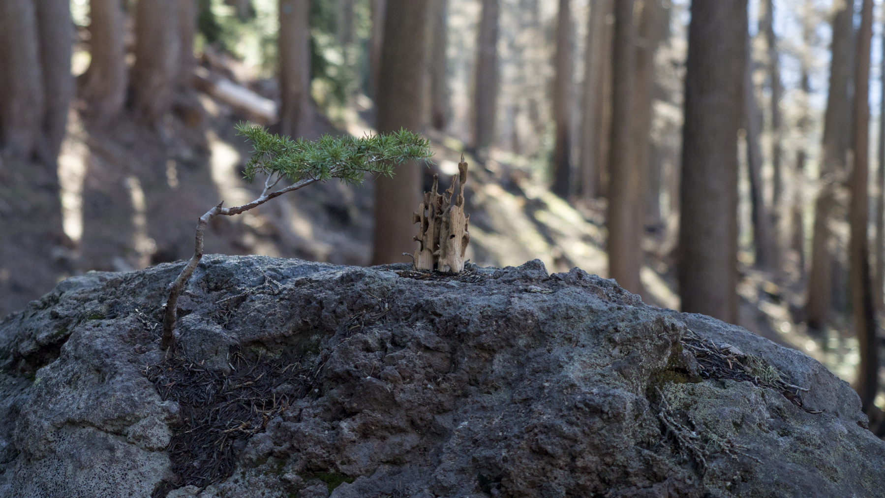 tiny pine tree growing out of a rock